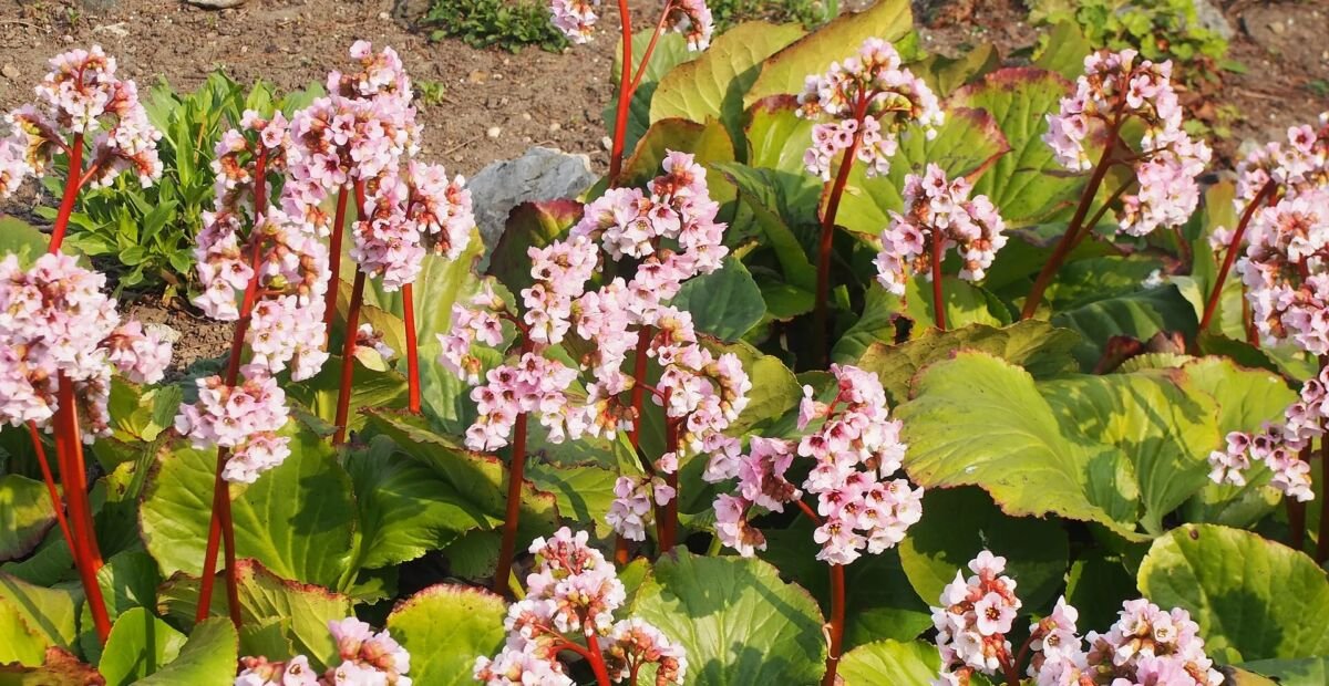 Bergenia a foglie spesse (Bergenia crassifolia) – plant photo