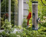 Mangiatoie per uccelli in giardino: 6 errori comuni che possono metterli a rischio