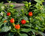 Bishop’s Crown (Capsicum annuum ‘Bishop’s Crown’)
