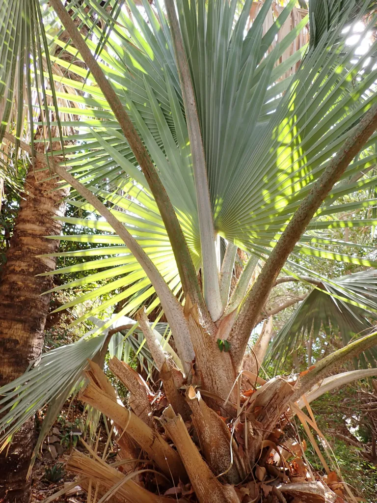 Вismarckia nobilis (Bismarckia nobilis) – in a garden setting, plant photo