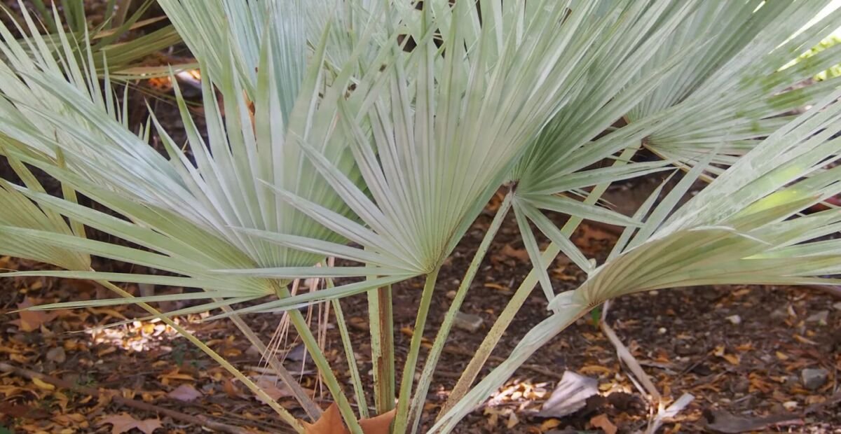 Blaue Hesperidenpalme (Brahea armata) – Pflanzenfoto