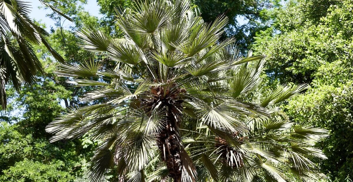 Blaue Mittelmeer-Fächerpalme (Chamaerops humilis) – Pflanzenfoto