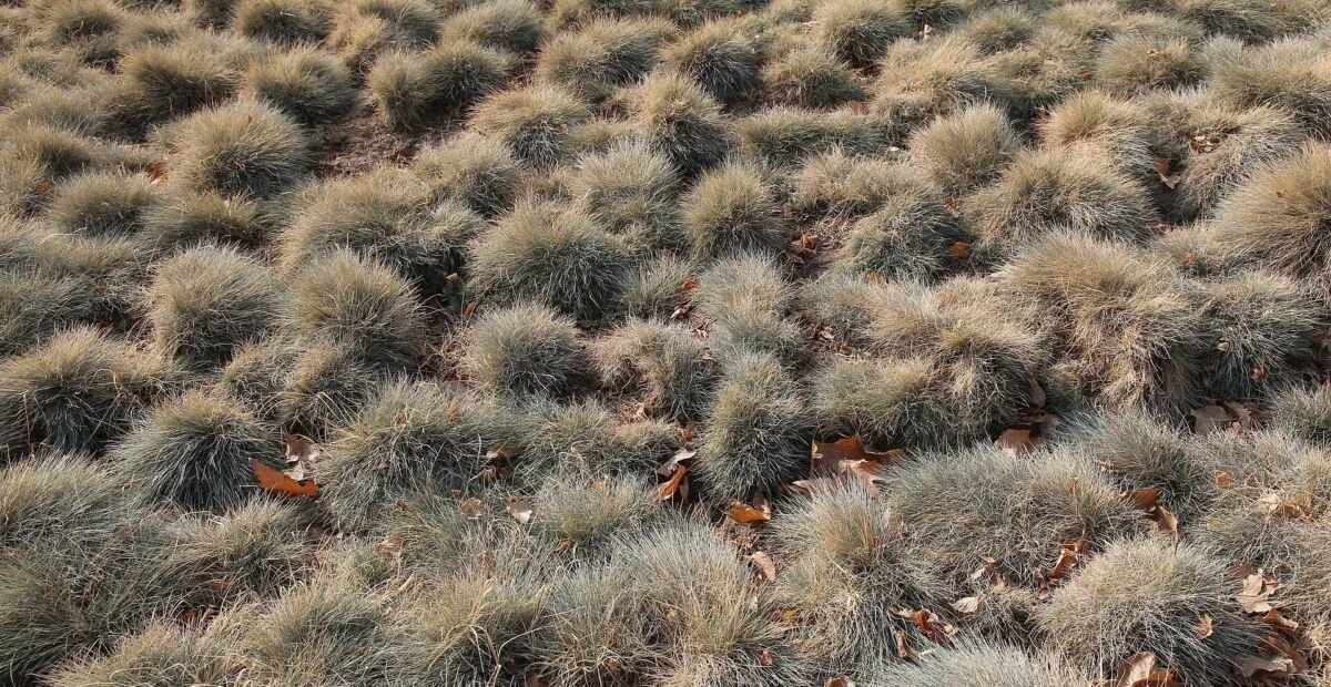 Blauschwingel (Festuca glauca) – Pflanzenfoto