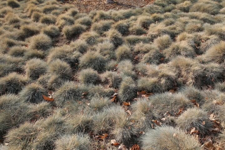 Festuca glauca