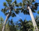 Palma africká palmyrová (Borassus aethiopum) – pestovanie