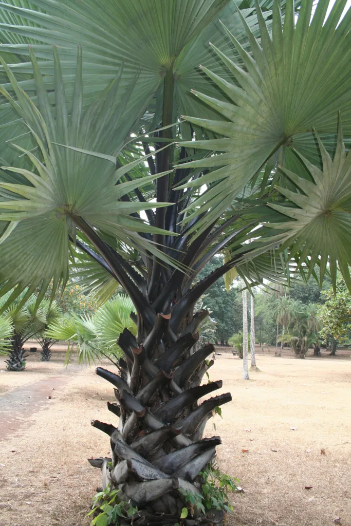 Afrikanische Fächerpalme (Borassus aethiopum) – im Garten, Pflanzenfoto
