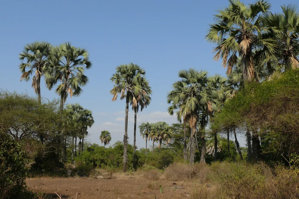 Afrikanische Fächerpalme (Borassus aethiopum) – typisches Erscheinungsbild, Pflanzenfoto