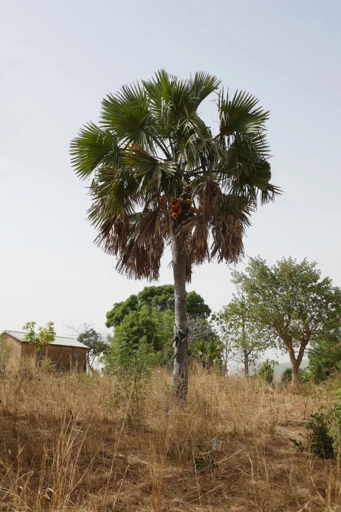 Afrikanische Fächerpalme (Borassus aethiopum) – typisches Erscheinungsbild, Pflanzenfoto