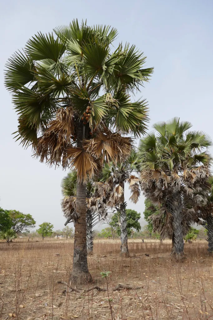 Afrikanische Fächerpalme (Borassus aethiopum) – typisches Erscheinungsbild, Pflanzenfoto