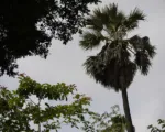 Palmyra palm (Borassus flabellifer) care guide