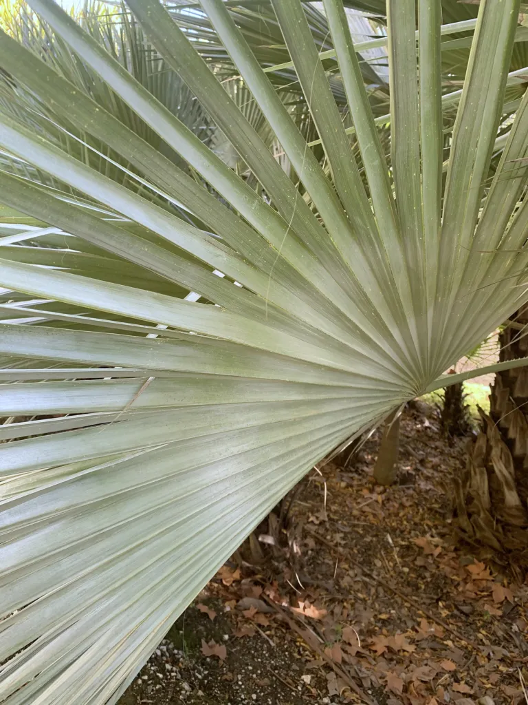 Blaue Hesperidenpalme (Brahea armata) – im Garten, Pflanzenfoto