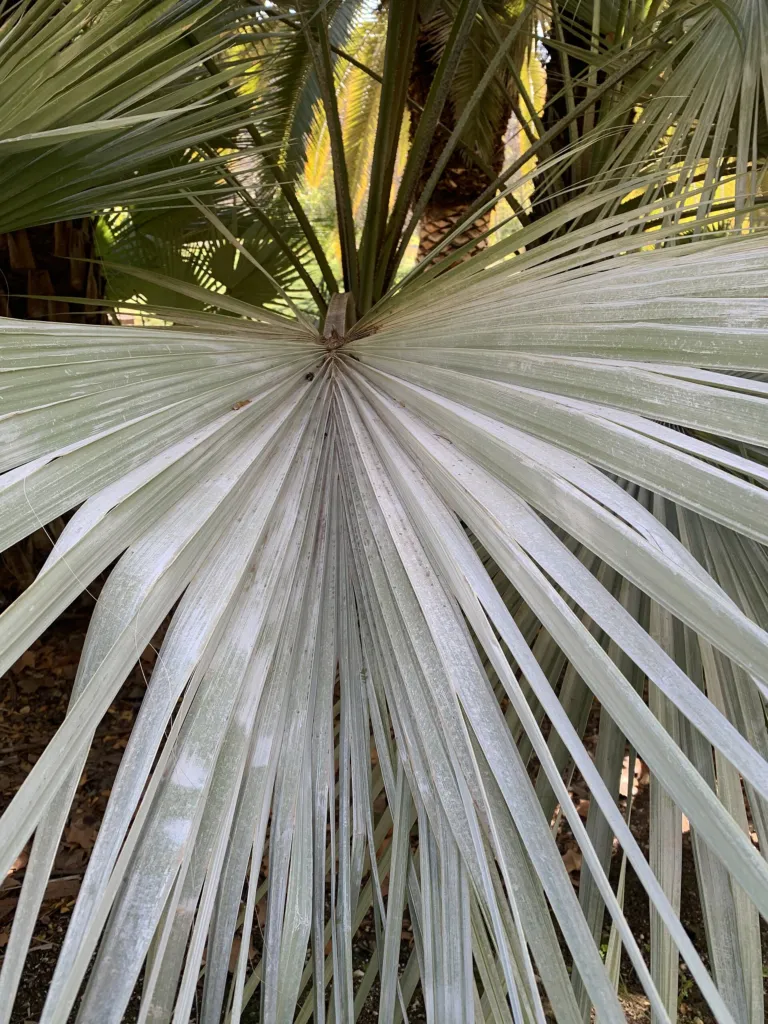 Blaue Hesperidenpalme (Brahea armata) – im Garten, Pflanzenfoto
