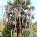 Brahea edulis – fotografia rastliny
