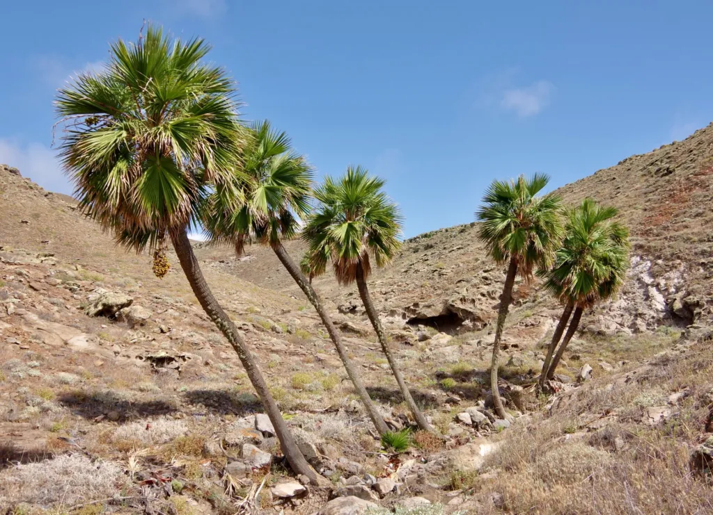 Guadalupe-Palme (Brahea edulis) – typisches Erscheinungsbild, Pflanzenfoto