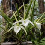 Brassavola nodosa – foto della pianta
