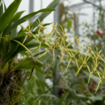 Brassia verrucosa – foto della pianta