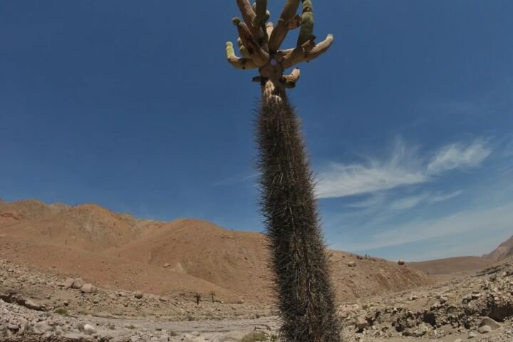 Browningia candelaris
