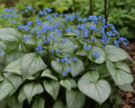 Guida alla coltivazione di Brunnera macrophylla
