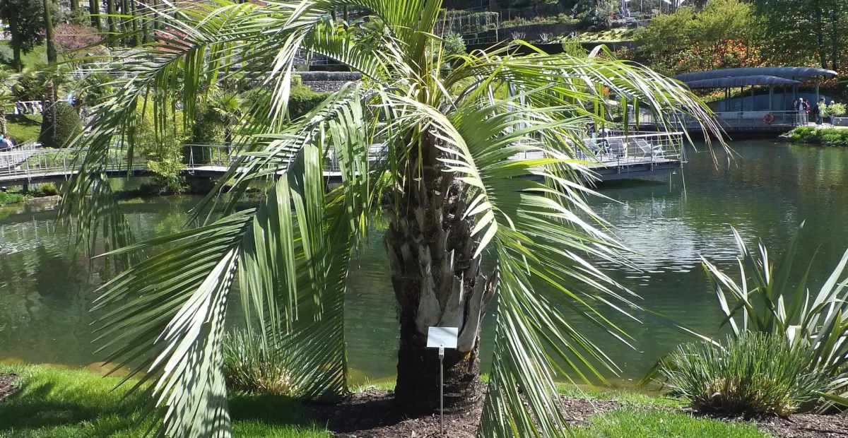 jelly palm (Butia capitata) – plant photo