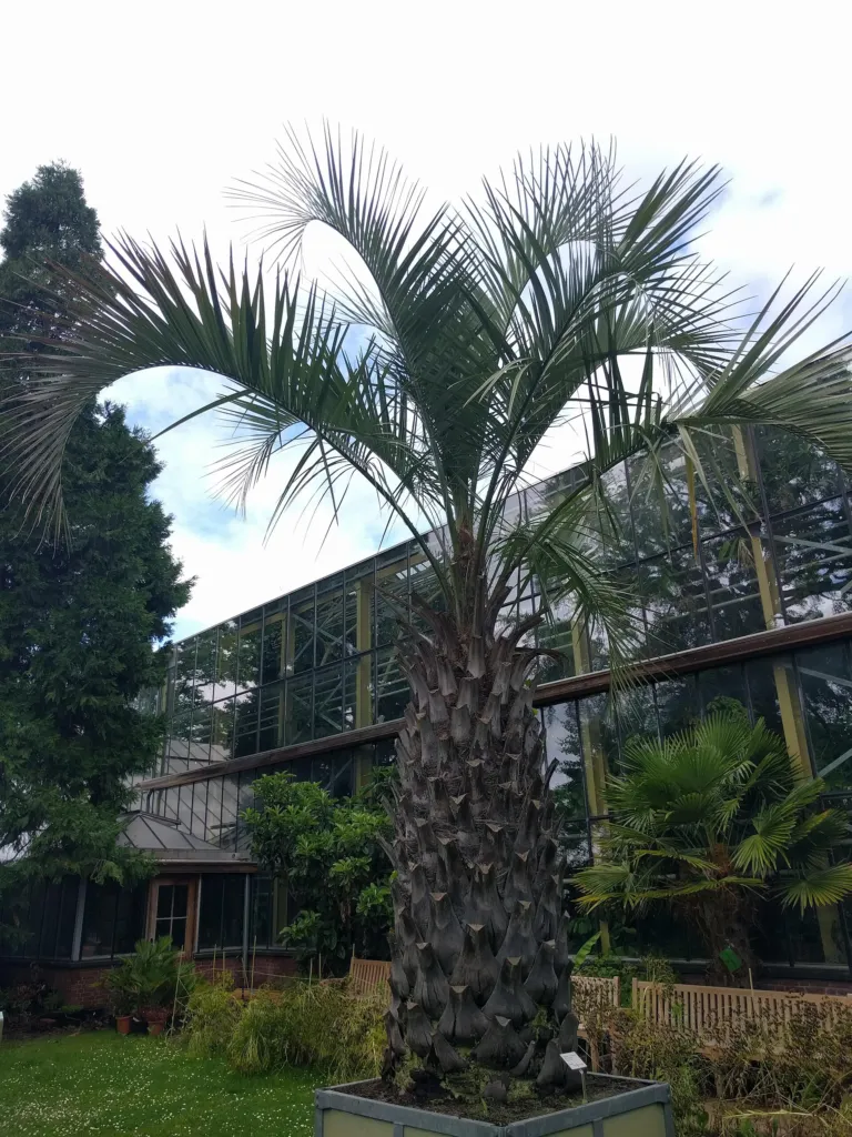 Jellypalme (auch Pindopalme) (Butia capitata) – im Garten, Pflanzenfoto