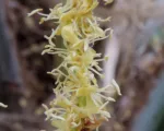 Woolly jelly palm (Butia eriospatha) care guide