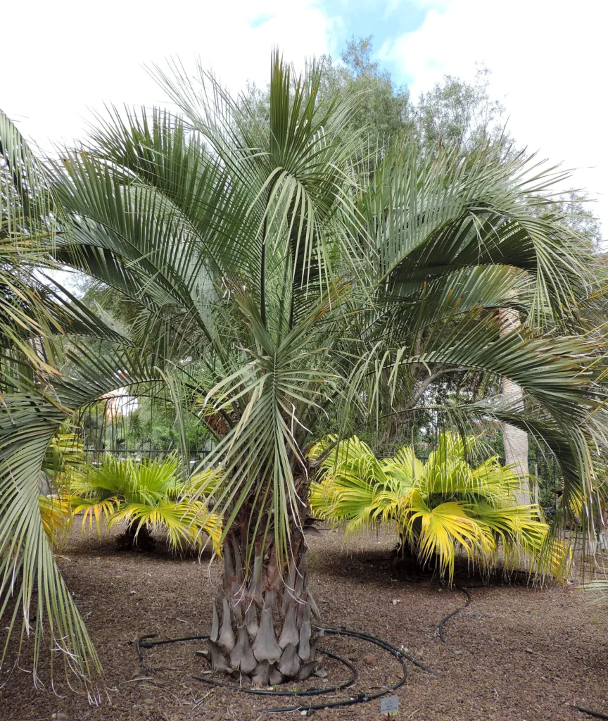 palma yatay (Butia yatay) – characteristic appearance, plant photo