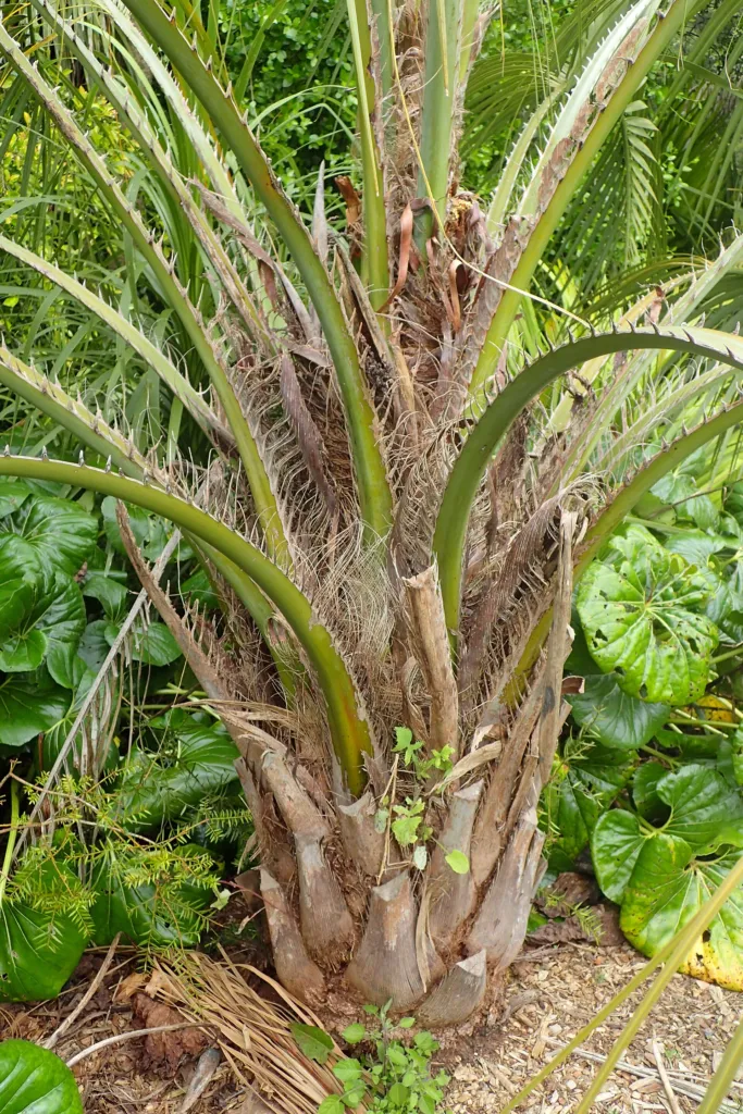 palma yatay (Butia yatay) – characteristic appearance, plant photo