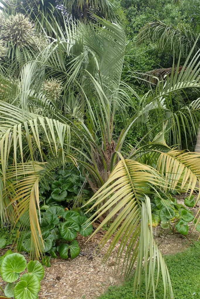 palma yatay (Butia yatay) – characteristic appearance, plant photo