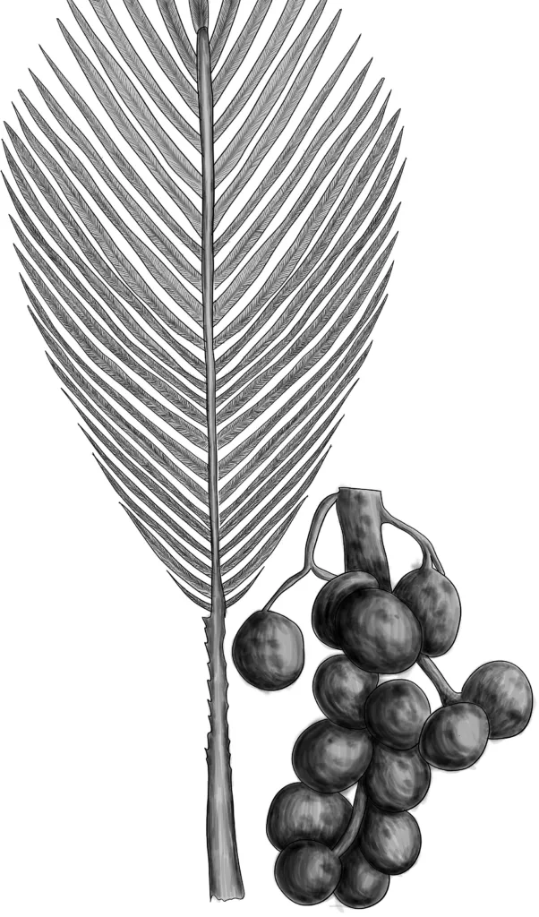 palma yatay (Butia yatay) – characteristic appearance, plant photo