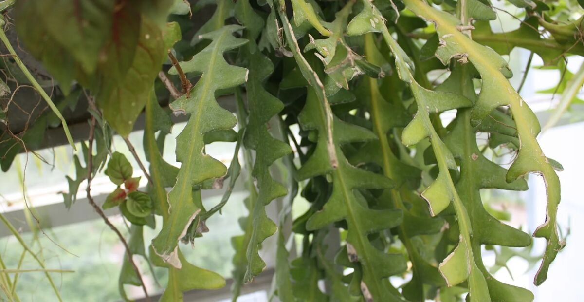 Cactus a lisca di pesce (Selenicereus anthonyanus) – plant photo