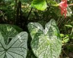 Caladium ‘Moonlight’
