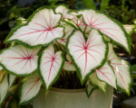 Caladium ‘White Queen’