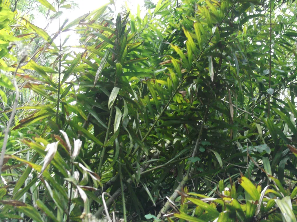 Calamus rotang – Blätter und Triebe, Pflanzenfoto