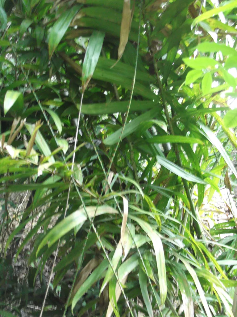 Calamus rotang – Blätter und Triebe, Pflanzenfoto
