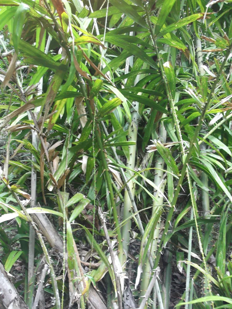 Calamus rotang – Blätter und Triebe, Pflanzenfoto