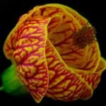 Callianthe darwinii – foto della pianta