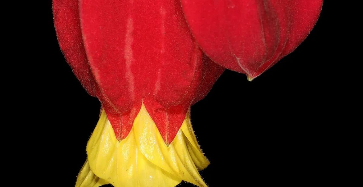 Callianthe megapotamica – plant photo