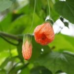 Callianthe picta – foto della pianta