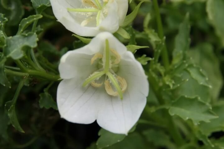 Campanula carpatica 'White Clips'