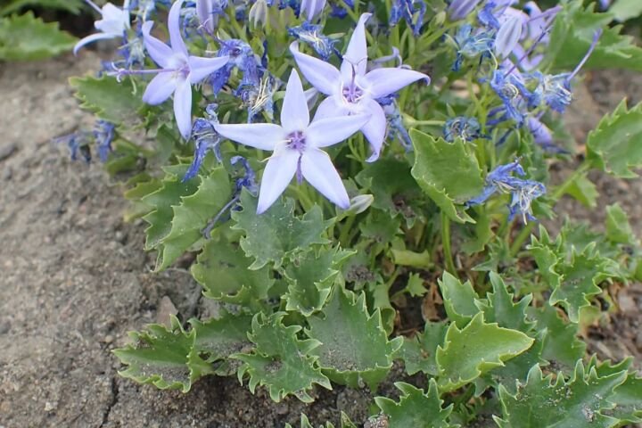 Campanula garganica