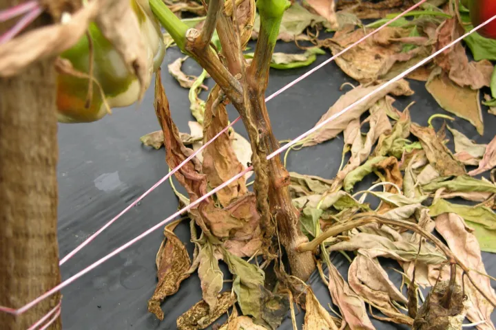 Cancrena pedale da Phytophthora capsici