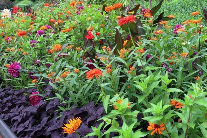 Canna 'Bronze Scarlet'