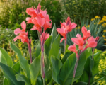 Canna ‘Coral Pink’
