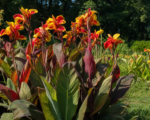 Canna da fiore (Canna ‘Cleopatra’)