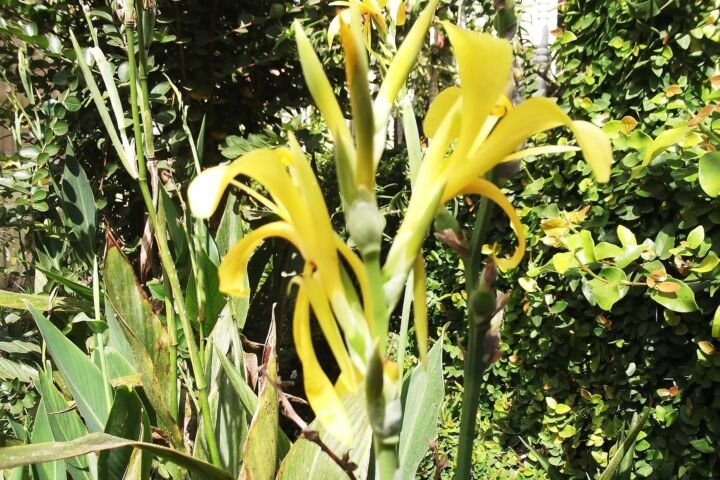 Canna glauca