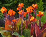 Canna ‘Durban’