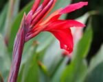 Canna ‘Firebird’: coltivazione, fiori e cure
