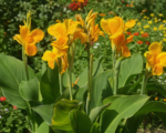 Canna ‘Golden Lucifer’