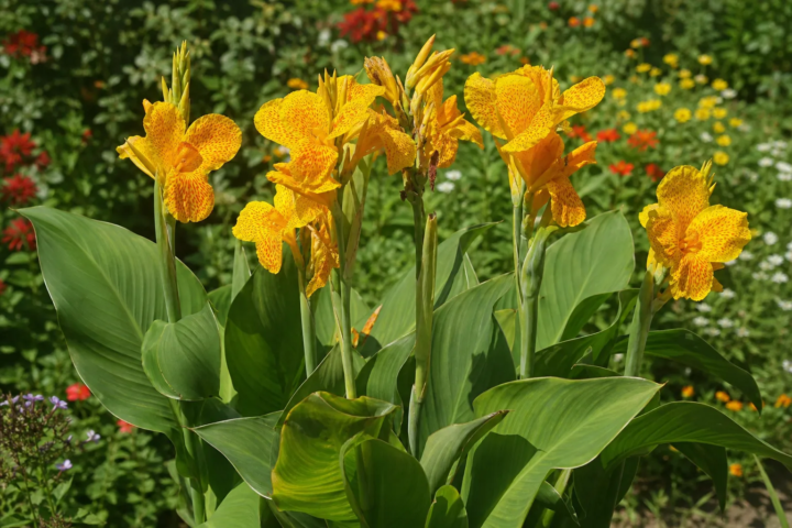 Canna 'Golden Lucifer'