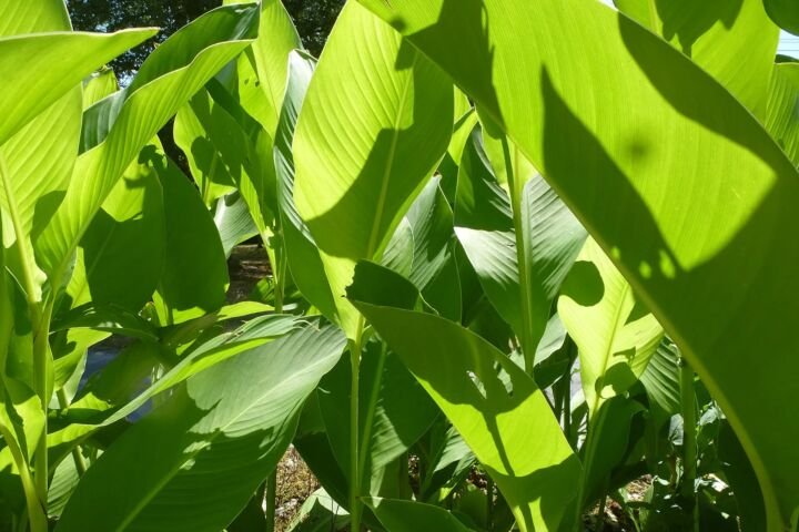 Canna indica